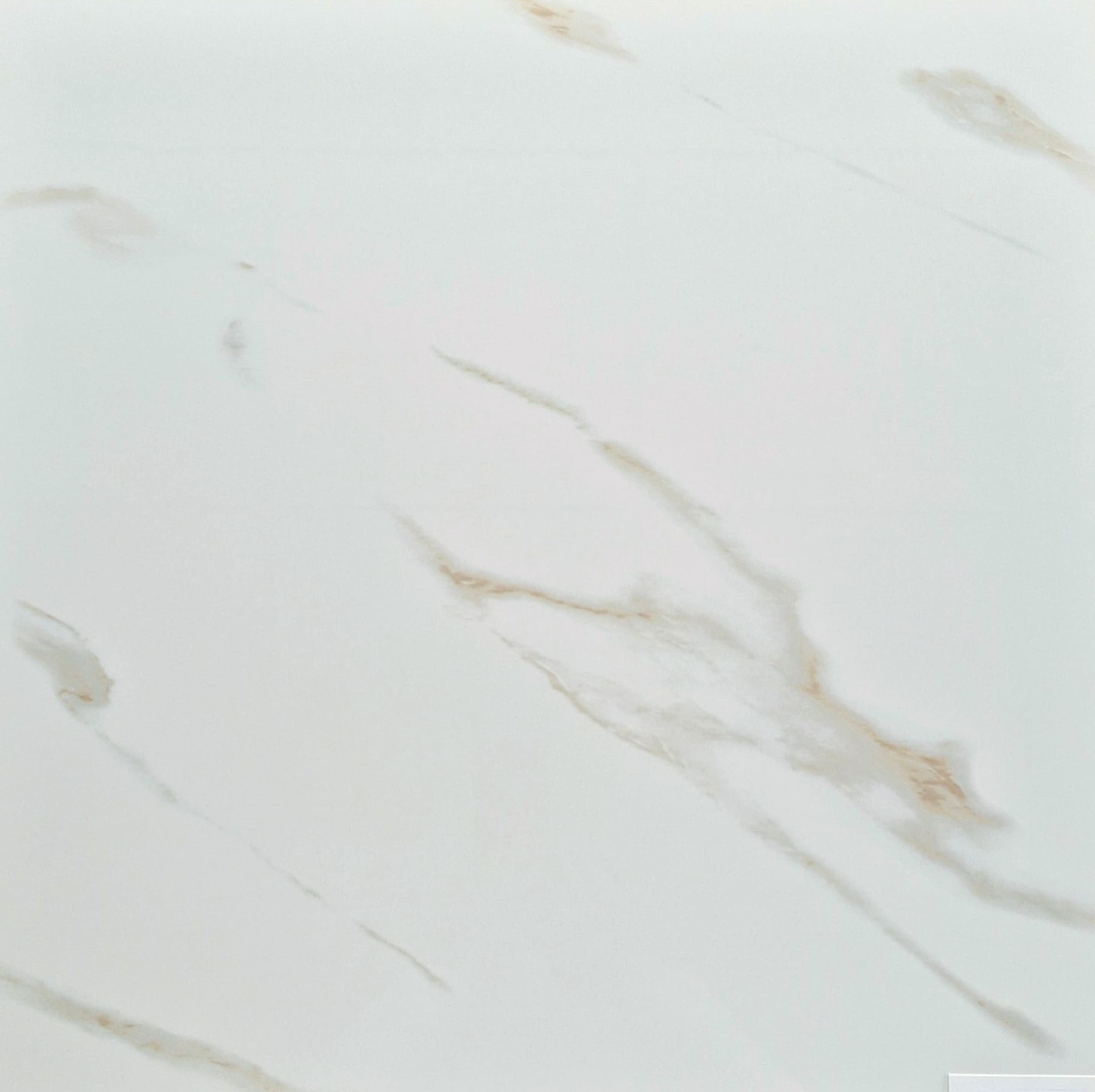 MAPLE WHITE